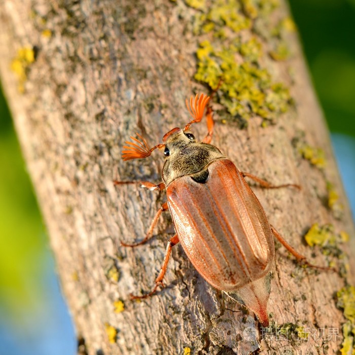 金龟子或5月在自然环境中的bug大栗大栗
