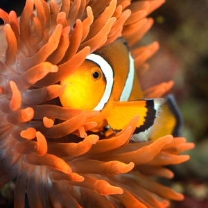 小丑鱼在海洋水族馆