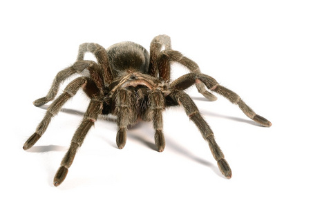 孤立的黑狼蛛 grammostola pulchra