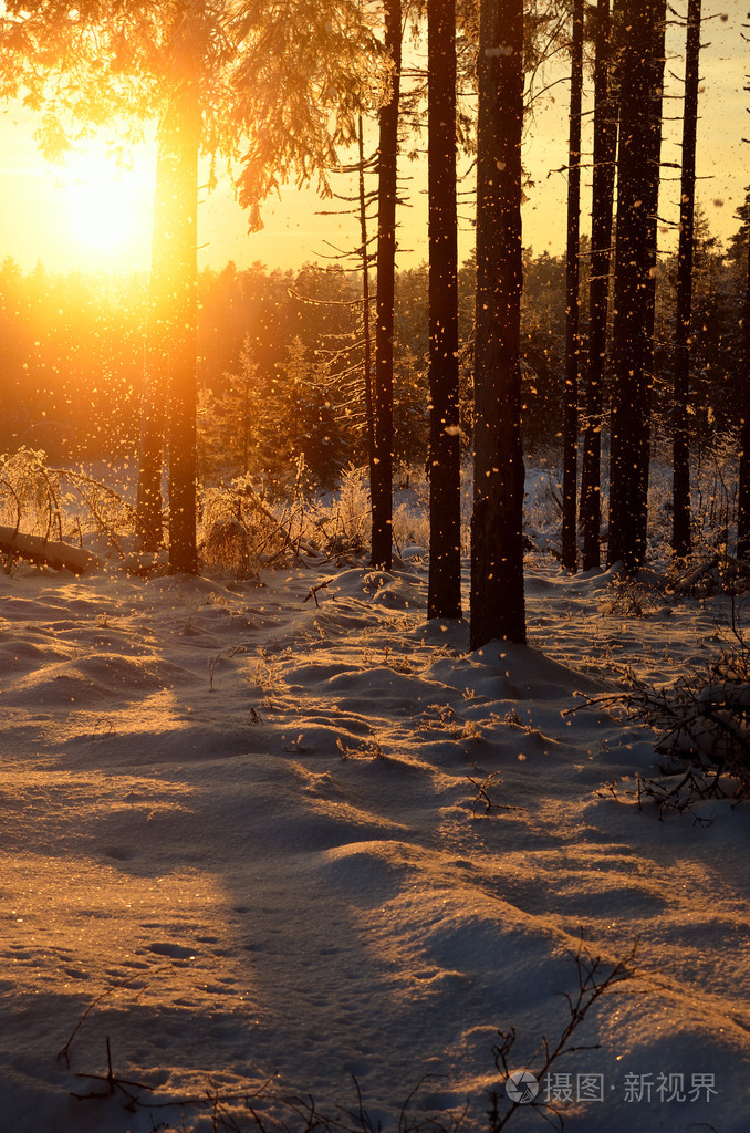 在冬季森林日落时落雪