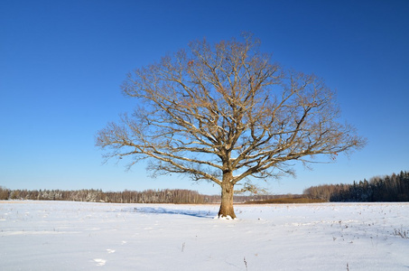 孤独橡木树在冬天中的字段