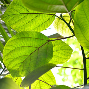 绿色的热带植物特写