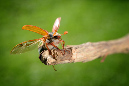 金龟子或 5 月在自然环境中的 bug 大栗大栗