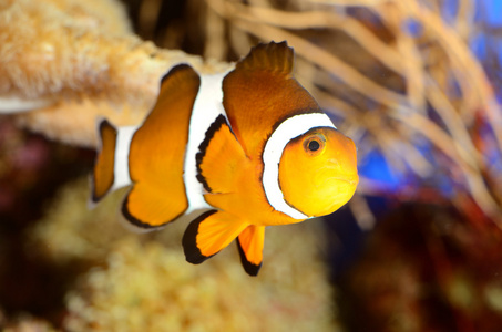 小丑鱼在海洋水族馆