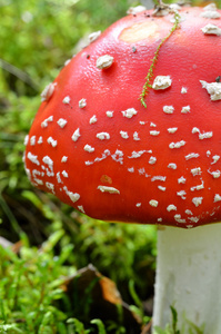 木耳蘑菇。在森林里的毒蕈