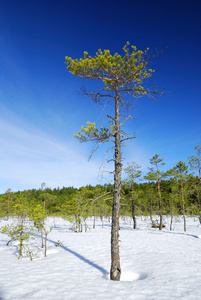 孤松树和冬季森林景观