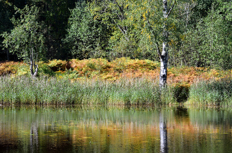 在秋天的河流和森林场景
