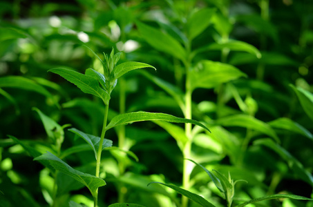 绿色的植物特写