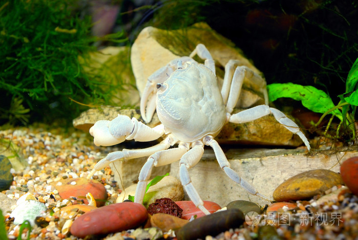 螃蟹的生活环境图片