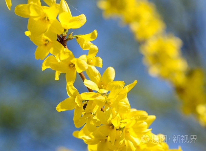 黄色的花朵在春天