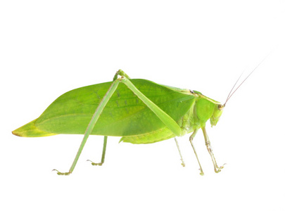 mirollia hexapinna 是常用的图像 c女性螽斯的产卵器