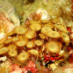 海葵的海洋水族馆