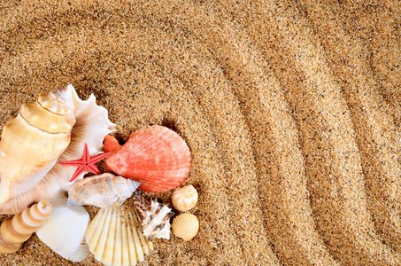海洋之星和关于沙滩贝壳