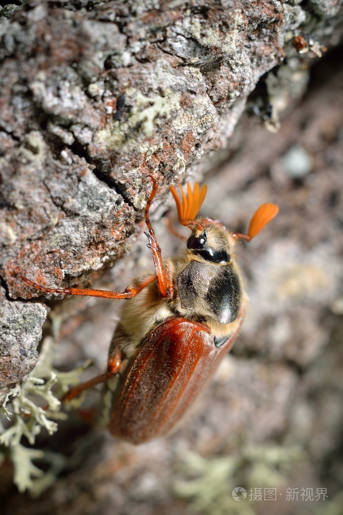 金龟子或5月在自然环境中的bug大栗大栗