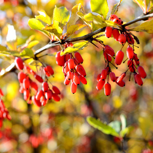 在秋天的 berberry 特写