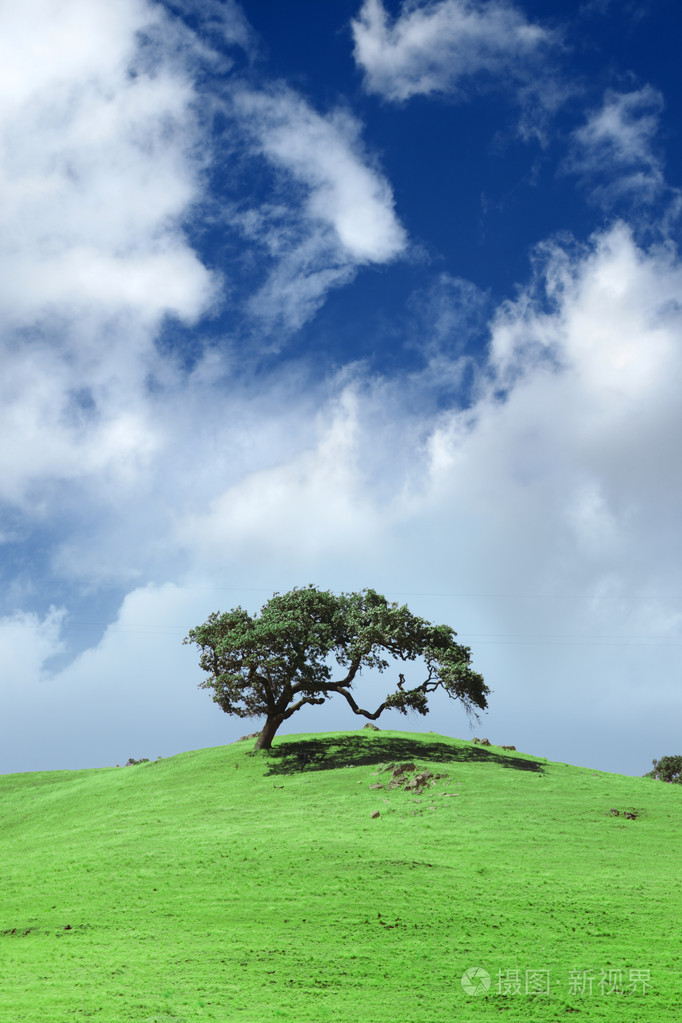 在绿色的原野景观树