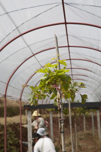 葡萄植物研究农场