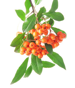 火棘火棘橙色浆果用绿色的树叶，孤立在白色