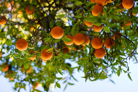 一棵树上成熟的橘子