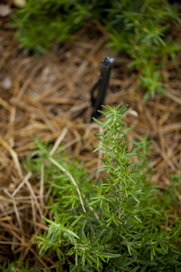 迷迭香植物在家里花园