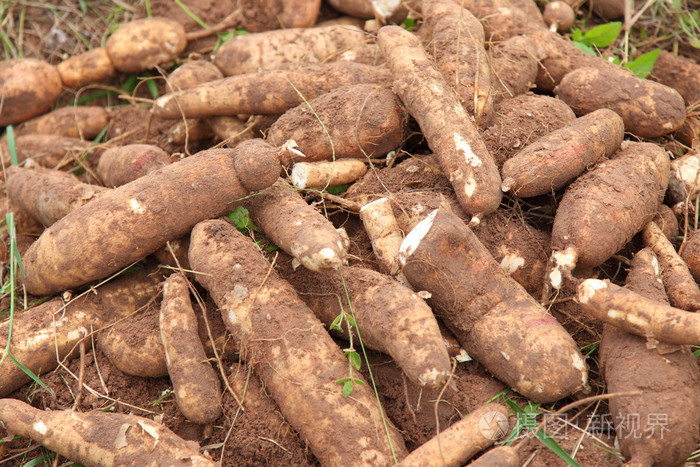 在地面上的木薯灯泡