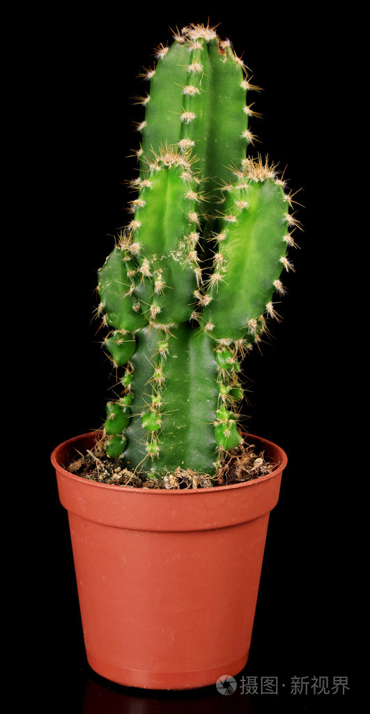 仙人掌的花盆孤立在黑色
