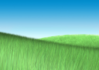 领域的新鲜的绿草，在蓝蓝的天空下