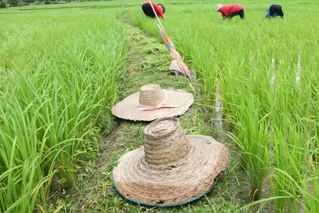 农民在农场种植水稻