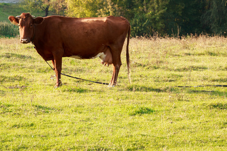 牛在草坪上