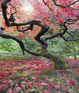 在秋天的旧日本槭树。