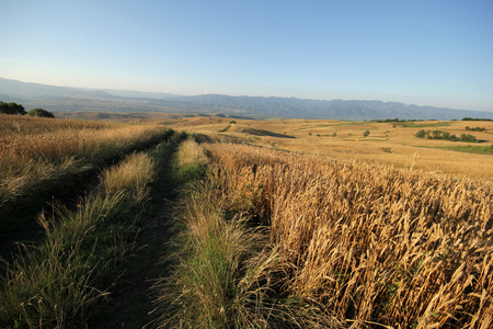 麦田