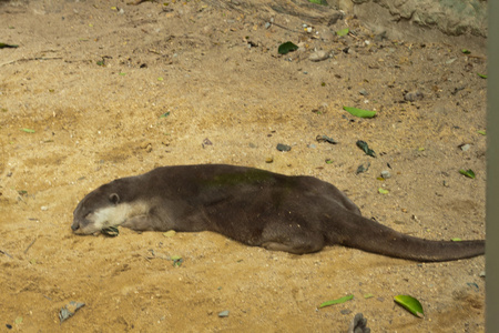 睡觉的水獭