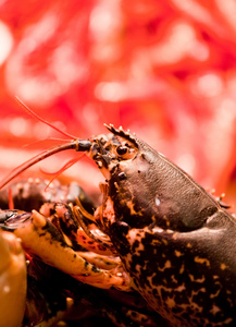 柜台上的大黑龙虾照片