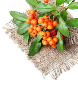 火棘火棘橙色浆果带上麻布，孤立在白色的绿色叶子