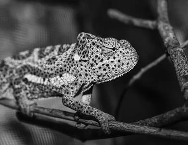 肯尼亚的马林迪 chameleo