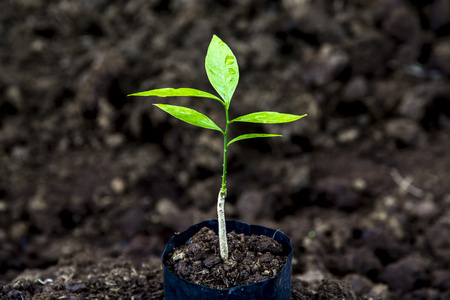 在农场种植豆芽