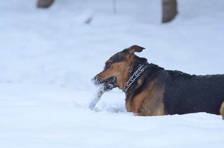 拿着棍子在雪地里的狗