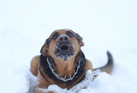 有趣的狗在雪中