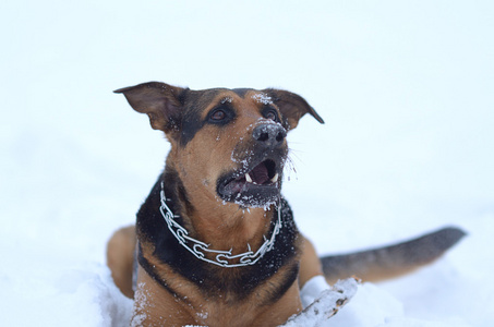 在雪中的狗