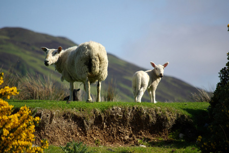 苏格兰牧场羊羊在苏格兰牧场上的照片