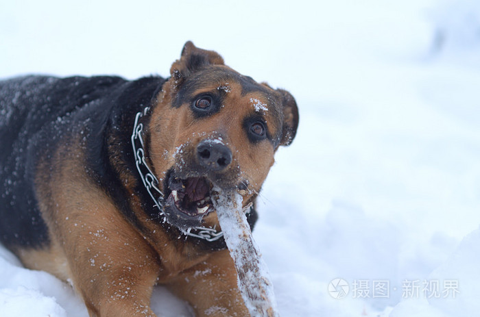 拿着棍子在雪地里的狗