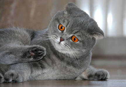 猫咪的眼睛颜色的琥珀色照片