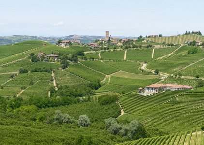 langhe 葡萄园