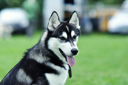 西伯利亚哈士奇猎犬