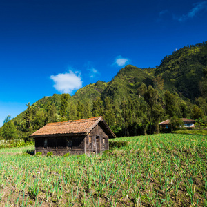 村中装载溴溴腾格里 semeru 国家公园