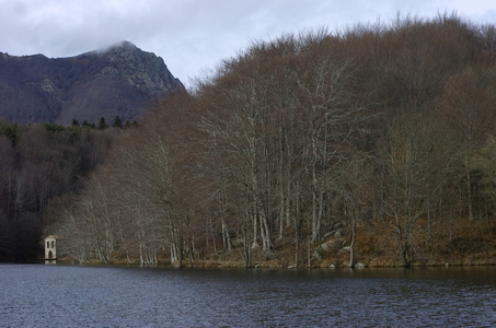 山毛榉森林