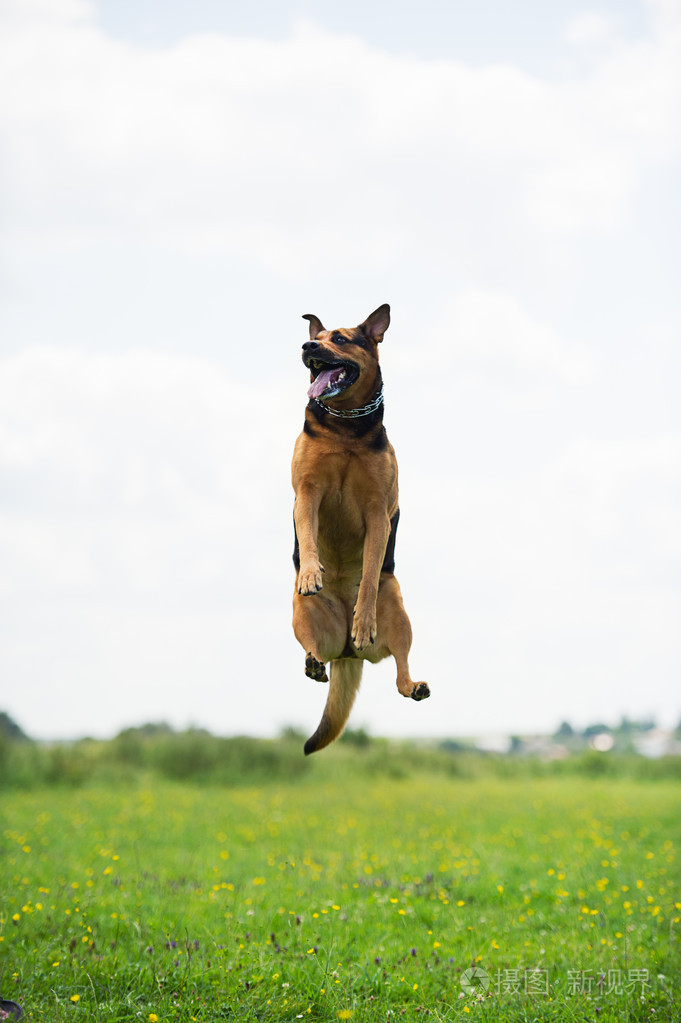 跳跃的狗