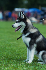 西伯利亚哈士奇猎犬