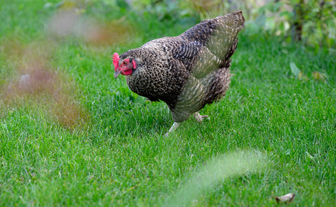 在草地上一个农场鸡