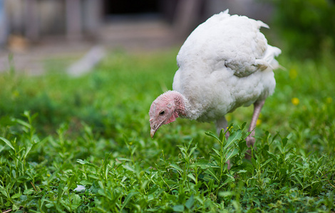 年轻的火鸡农场照片